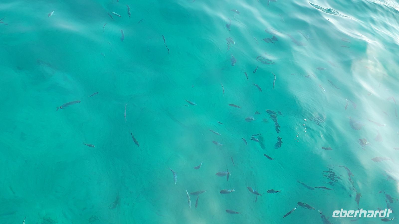 Fische, die unser Boot eine Weile begleitet haben