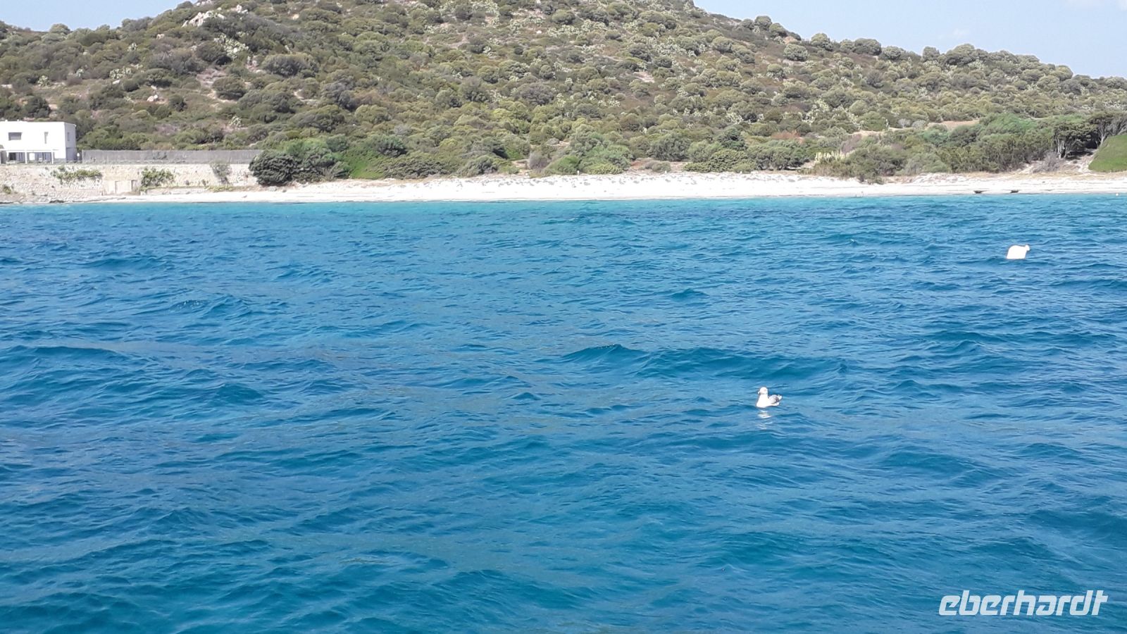 Diese Möwe haben wir gefüttert