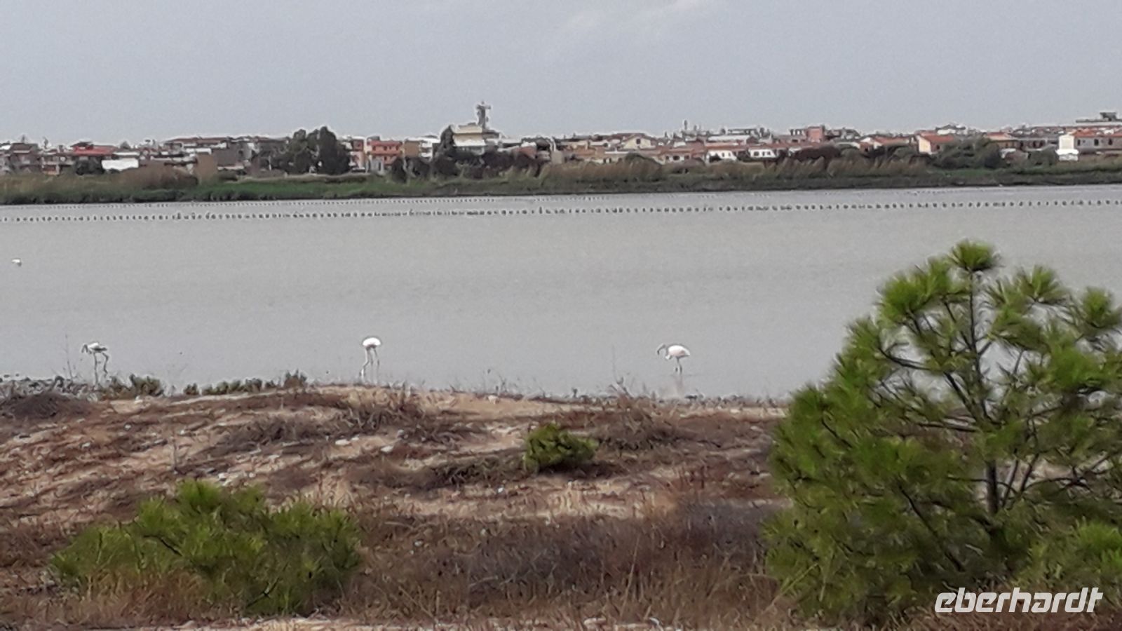 Flamingos in Cagliari