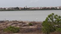 Flamingos in Cagliari