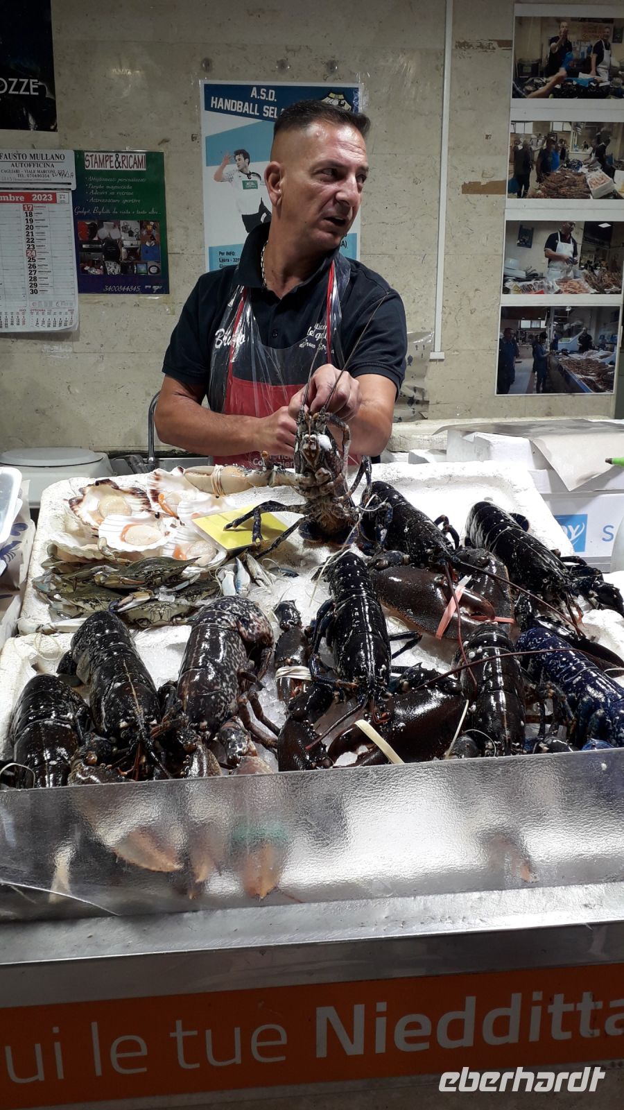 lebende Hummer im Angebot