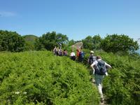 durch Farne führt der Weg