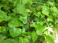 wildes Alpenveilchen am Wegesrand