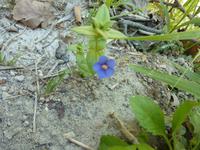 lassen sich nicht fokussieren