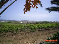 Weingut bei Licata