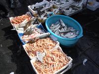 Marktbesuch in Catania