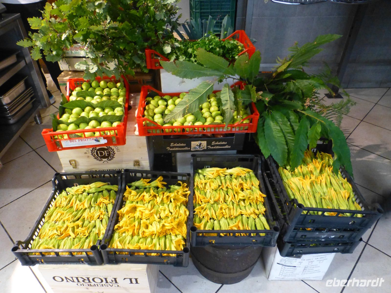 Zucchiniblüten und Zitronen, eine Symphonie in Gelb