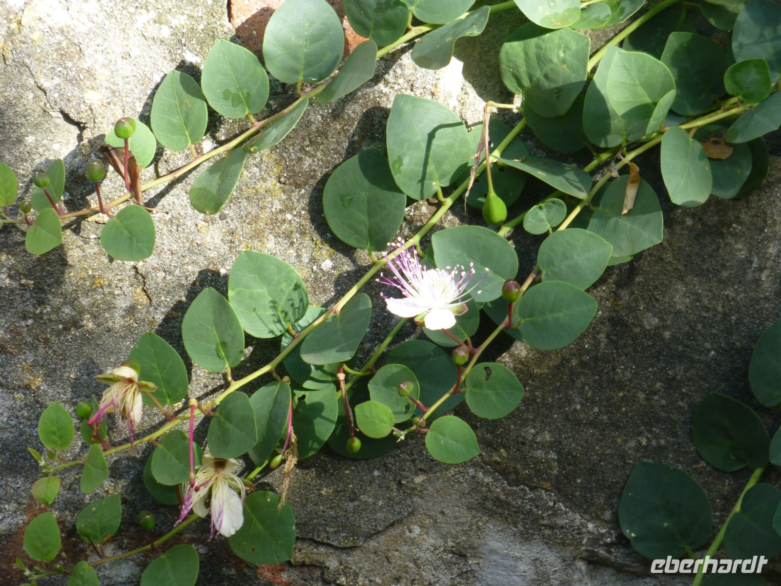 Eine Kapernpflanze mit Blüten und Früchten