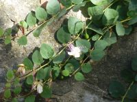 Eine Kapernpflanze mit Blüten und Früchten