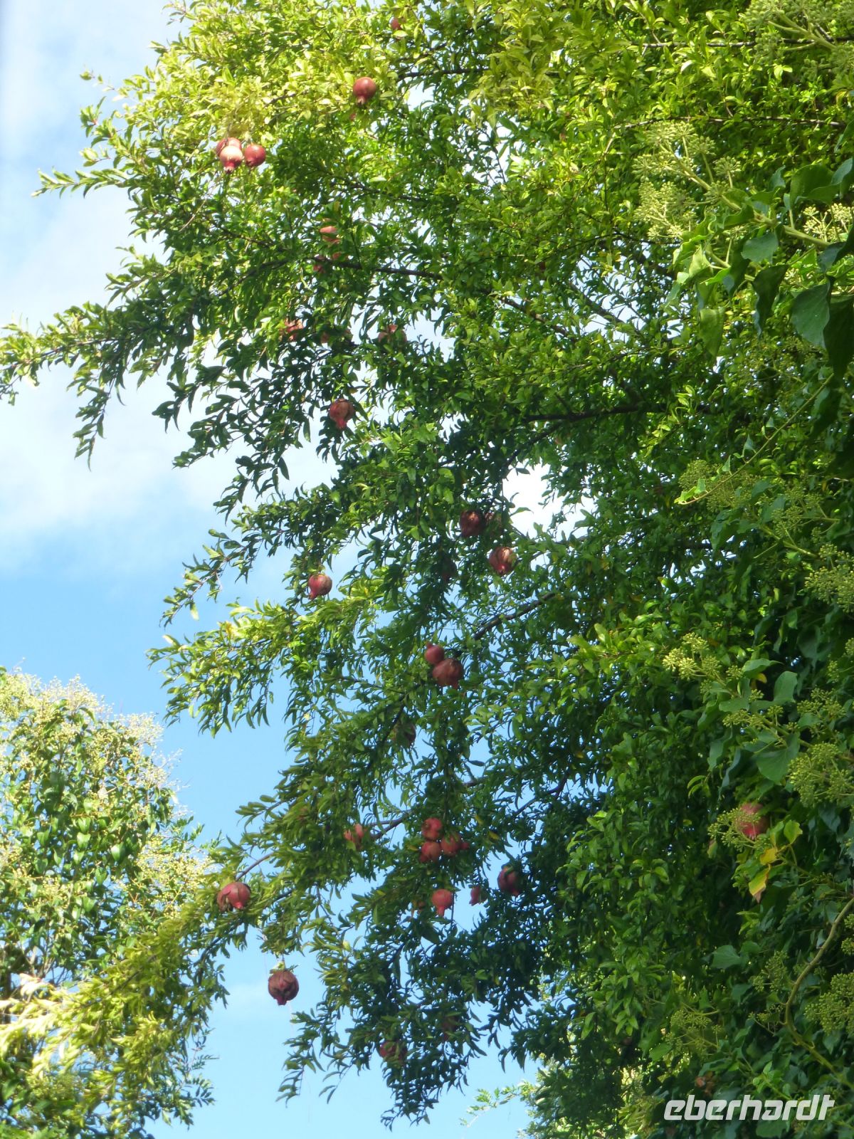 Granatäpfel hängen vom Baum.