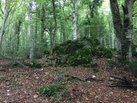 IMG 2580, mit Moos überwuchert