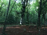 IMG 2593, auch Schattenwald genannt