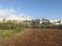 IMG 0175, Locorotondo im Morgenlicht