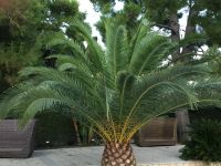 IMG 2678, wie gemalt