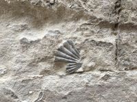IMG 0293, Versteinerungen von Muscheln im Mauerwerk