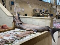 Frische Fische fischt Fischers Francesco.