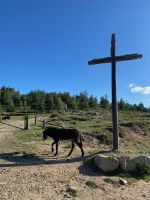 So sah ein Autobus früher aus