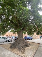 Sodabaum, laut Vincenzo