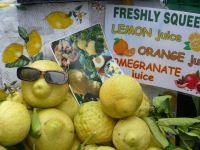 Scheint die Sonne nicht, leuchten die Zitronen.