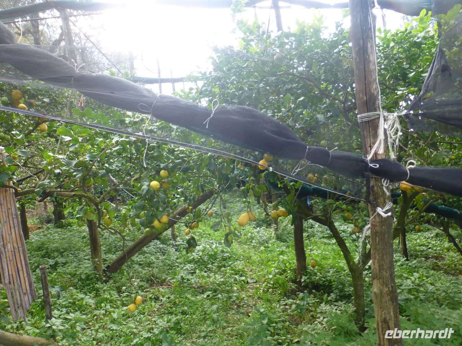 Auch Zitronen wollen gehegt und gepflegt und gegen Sonne und Hagel geschützt werden.