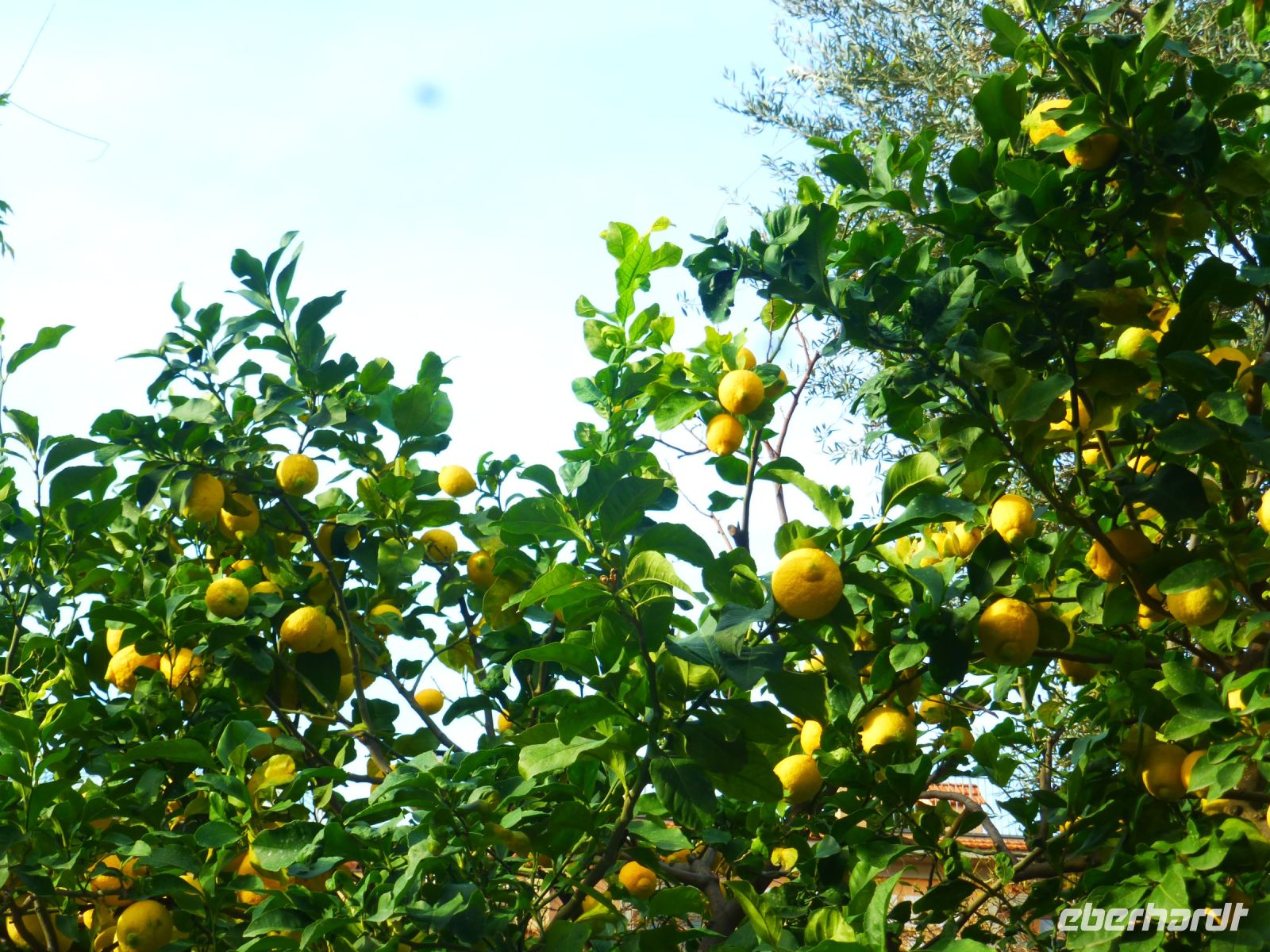 Das Land, in dem Zitronen …