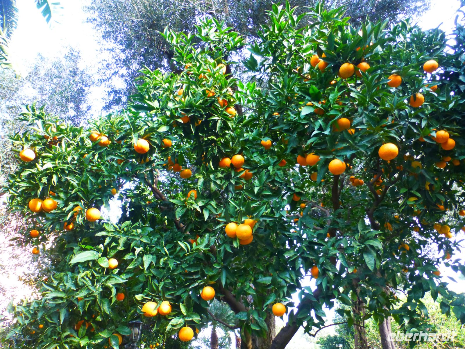 … und Orangen wachsen, selbst im Winter.