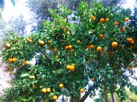 … und Orangen wachsen, selbst im Winter.