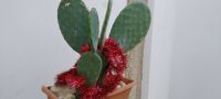 Weihnachten Deko Kakteen Apulien