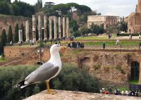 Rom Forum Romanum