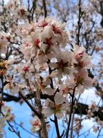 Rom Palatin - Mandelblüte Prunus dulcis