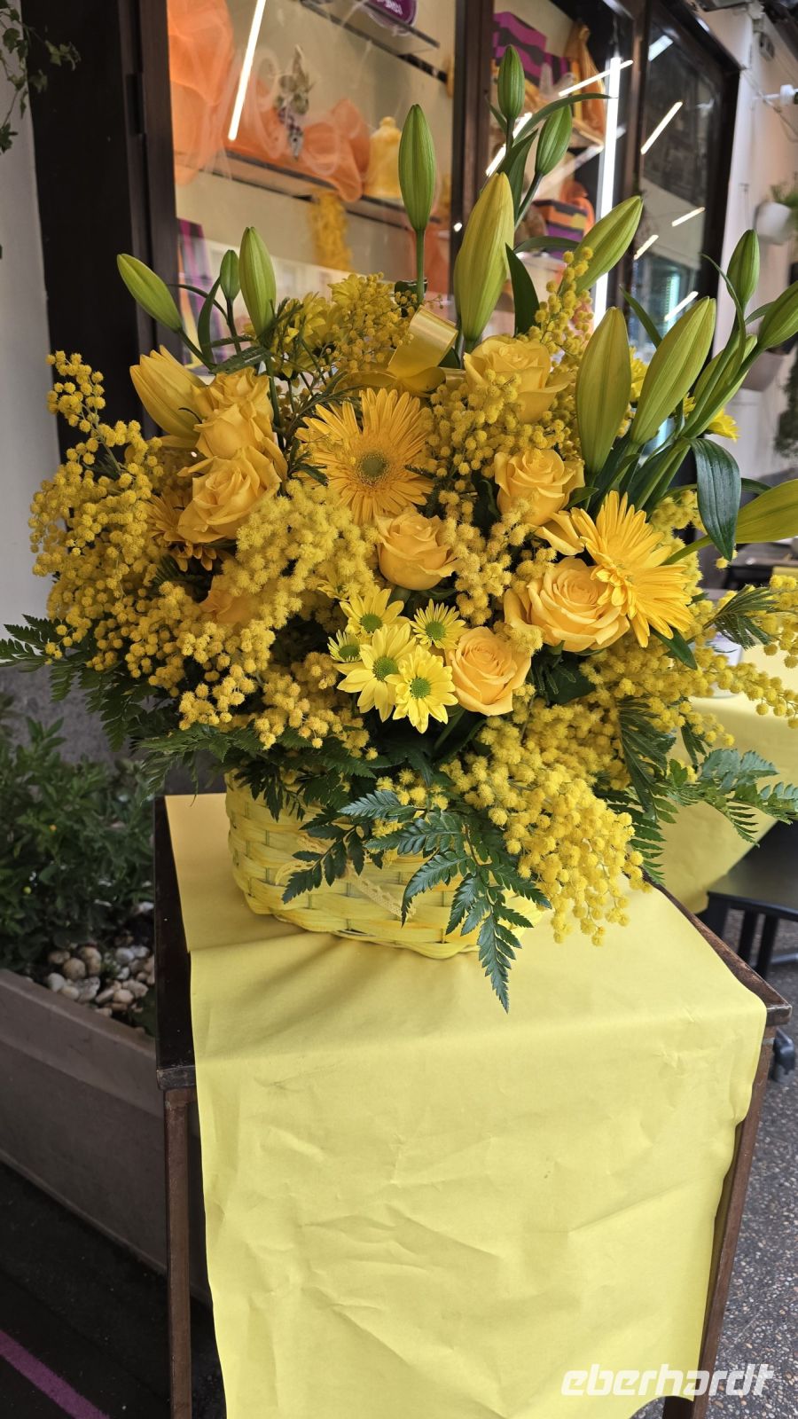 Traditionell Mimosen zum Frauentag