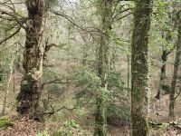 Foresta Umbra fast unberührter Urwald