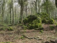 Foresta Umbra fast unberührter Urwald