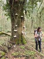 Katrin zeigt Feuerpilze