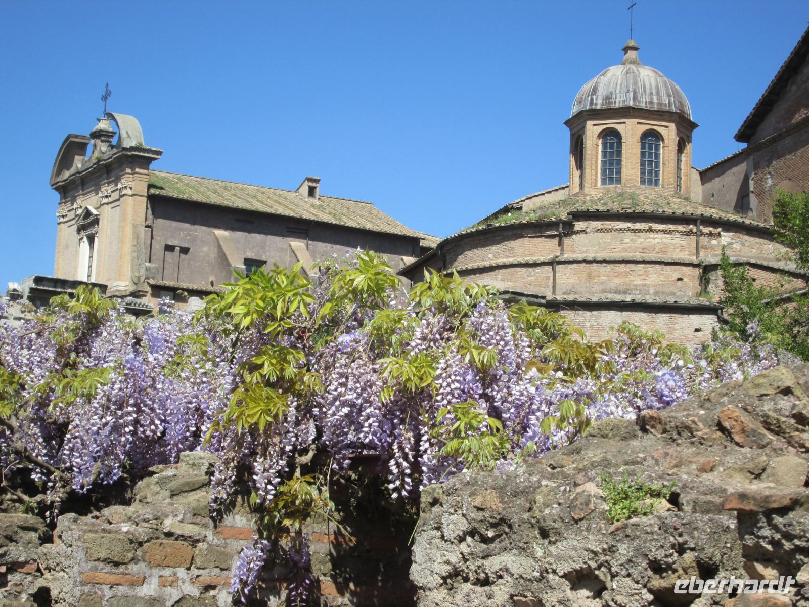 stark duftender Blauregen im Forum Romanum