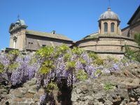 stark duftender Blauregen im Forum Romanum