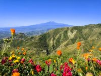 Im Frühling blüht und grünt es auf Sizilien