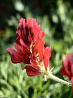 Hedysarum coronarium, ist eigentlich nicht heimisch auf Sizilien, blüht aber sehr hübsch