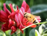 Und die Bienen sind natürlich glücklich