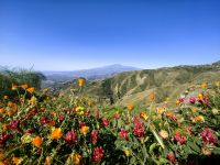 Blick auf den Ätna hinter dem Blumenmeer, bei Castelmola