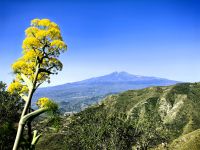 Wilder Fenchel vor dem Ätna, bei Castelmola