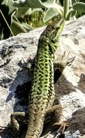Kleine Eidechse sonnt sich, Wanderung von Castelmola aus