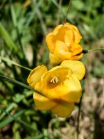 Die Fresien blühen auf Sizilien