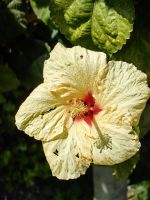 Hibiskus im öffentlichen Garten von Taormina