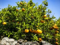 Auf der Lavaerde gedeihen besonders Zitrusfrüchte prächtig, hier Clementinen