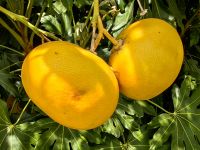 Clementinen im Agriturismo in der Nähe des Ätna