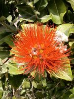 Metrosideros robusta, Eisenholzbaum im Weingut am Ätna