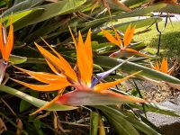 Strelizien im Weingut