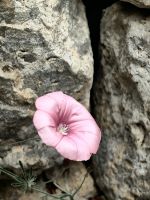 In der Pantalica Hochebene herrscht der Kalkstein vor, hier mit Winde davor