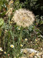 Pusteblume und Kamille in der Pantalica Hochebene